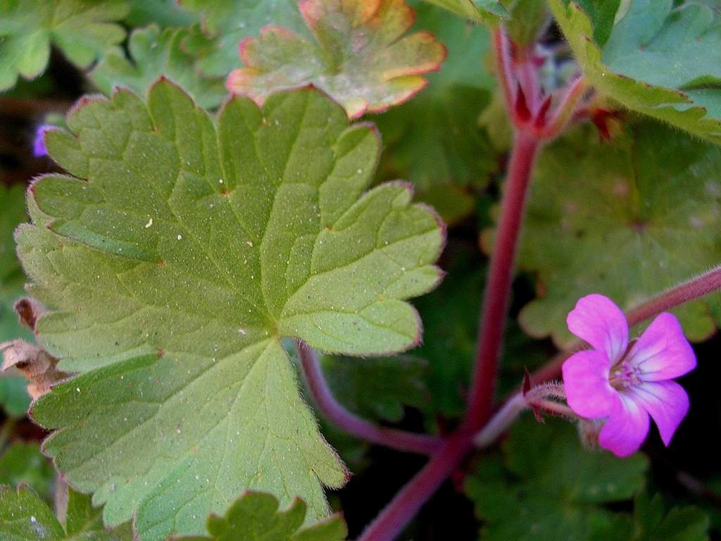 Geranium cfr. molle e Geranium rotundifolium